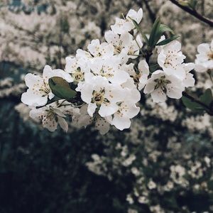 Meet your Posher, Cedar Trove!